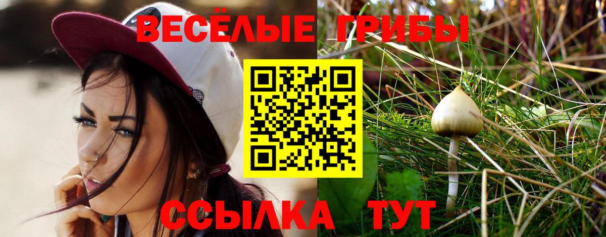 Псилоцибиновые грибы прущие грибы  купить   Зерноград  Псилоцибиновые грибы Psilocybine cubensis  Вход с VPN 
